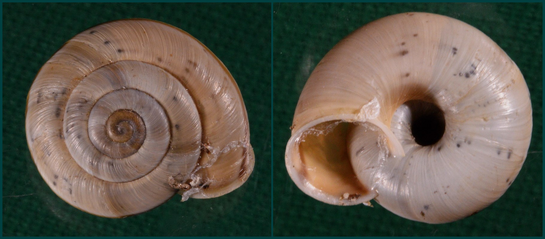 Chilostoma cingulatum nicatis (Costa, 1836)